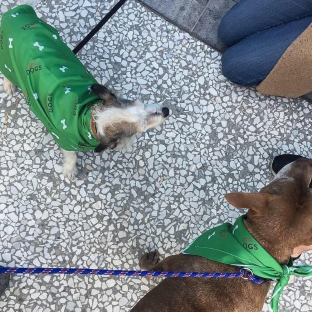 NETFLIX DOGS ACCESSORIES SET- NEW - Picture 7 of 7